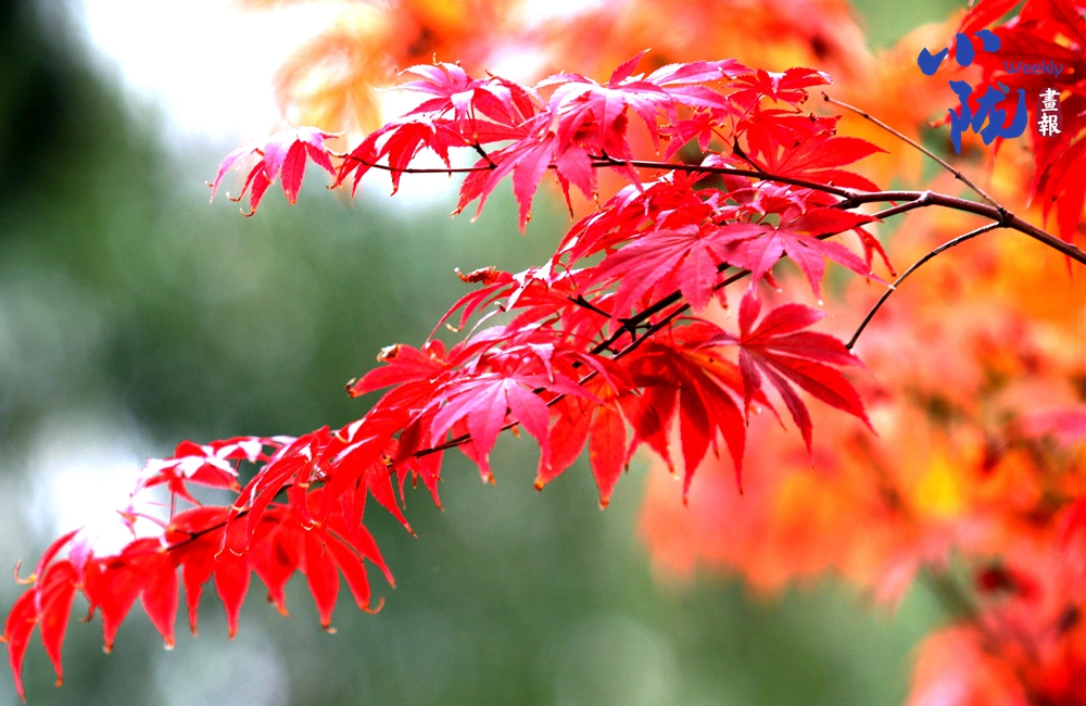 【小隴畫報·312期】禮縣：秋色如詩 美景入畫